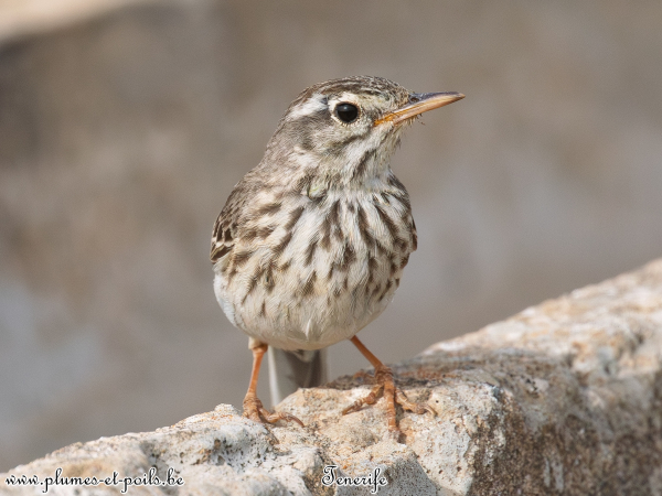 Pipit de Berthelot